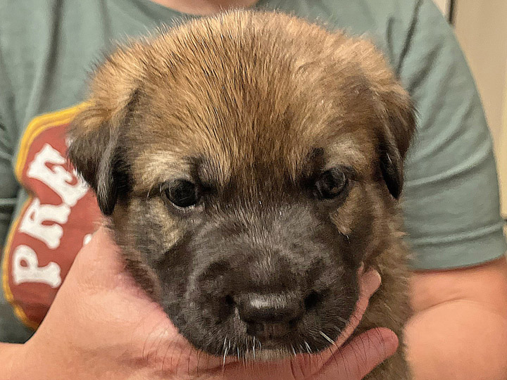 chinook puppy